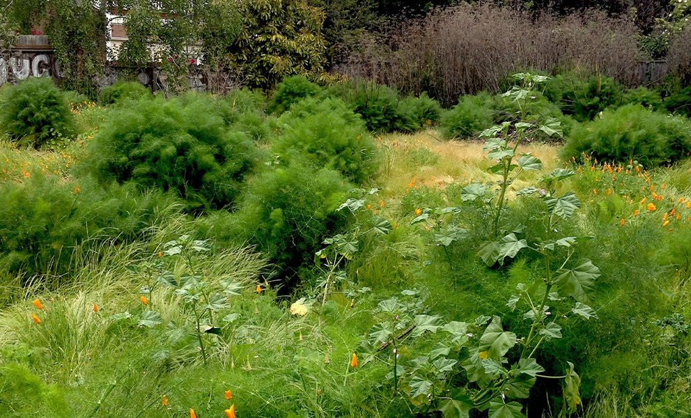 An image of an overgrown, verdant vacant lot