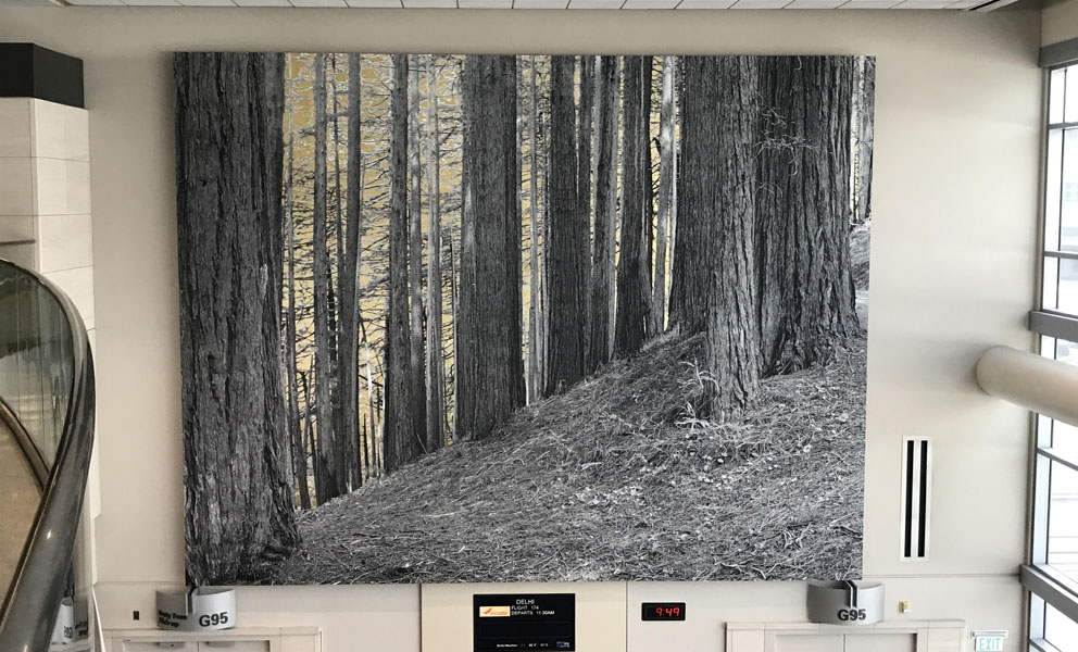 Image of a large scale multi-media work depicting redwood trees located in SFO's International Terminal G95